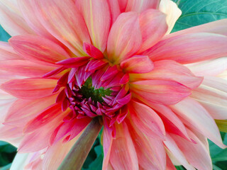beautiful dahlia flower in garden