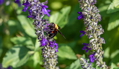 A bumblebee on a flower in the garden