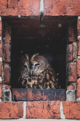 Waldkauz in Kapelle III