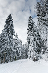 Fototapeta premium pistes de ski de fond des Vosges