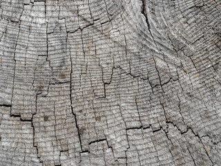 Texture of an old gray cross-cut of a tree.