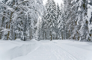 Fototapeta premium pistes de ski de fond des Vosges