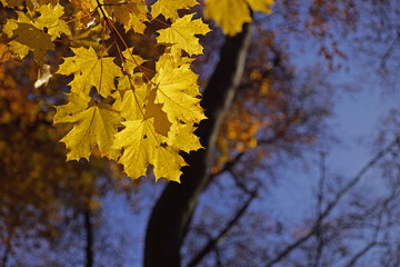 Maple's backlit bright yellow autumn foliage leaves in sunny day