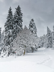 forêt des Vosges sous la neige
