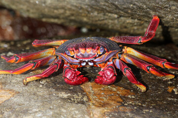 rote_Klippenkrabbe
