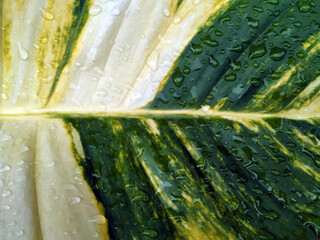ivory betel leaf. close up of water droplets. full of big leaf 