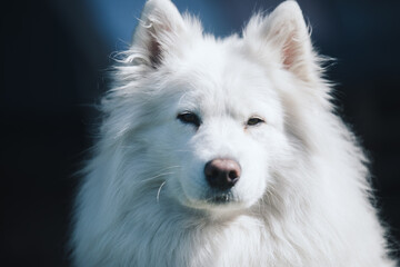 portrait of a white serious  Samoyed