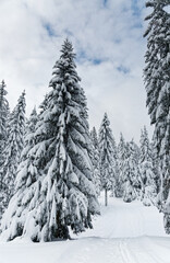 pistes de ski de fond des Vosges