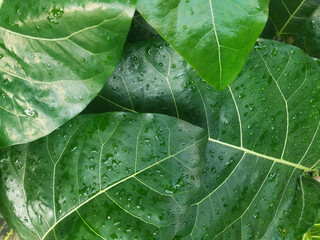 Green leaves with water droplets. big leaf in the rain