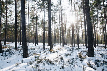 Sun shining through the forest trees in winter