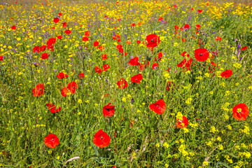 Lawn with poppies and other wild summer flowers.