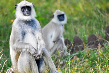 a long macaque