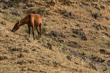horse grazing in barren landscape