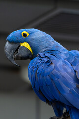 The hyacinth macaw (Anodorhynchus hyacinthinus), or hyacinthine macaw or blue macaw perched on a branch in South America.
