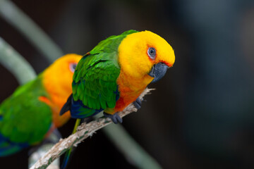 A Jenday Conure (Aratinga jandaya) perched in a tree, also known as jandaya parakeet is a small Neotropical bird found in northeastern Brazil.