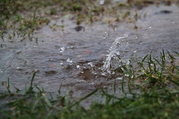 rain is falling in a puddle in the garden
