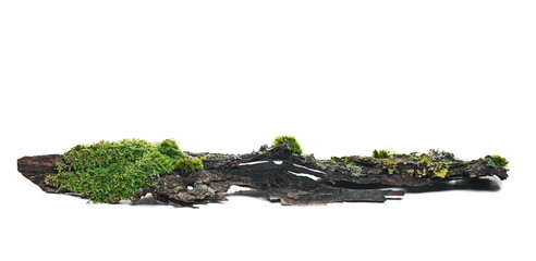 Green moss on tree bark isolated on white background, side view