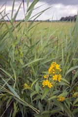 Flowering yellow loosestrife plant growing between reed plants in a Dutch peat meadow area. It is at the end of the spring season now.
