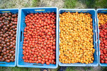 freshly picked yellow and red tomatoes in a crate
