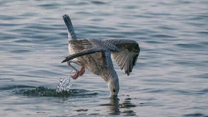 european herring gull - foraging, crawfish