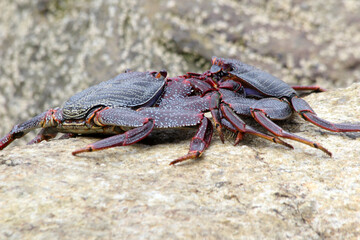rote_Klippenkrabbe