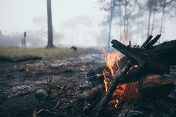 campfire winter night in the forest, fire baking and warm cozy concept