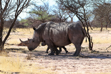 white rhinoceros (Ceratotherium simum) with baby - Namibia Africa