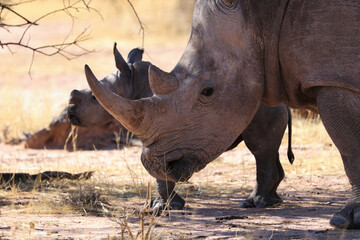 Fototapeta premium white rhinoceros (Ceratotherium simum) with baby - Namibia Africa