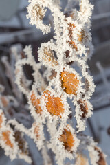 trees covered with frost in winter