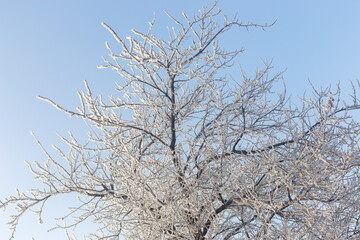trees covered with frost in winter