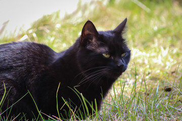 Eine Katze streift durch ihr Revier und durchs Gebüsch.
