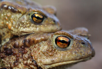 Eine weibliche Erdkröte trägt ihren männlichen Partner.