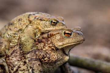 Eine weibliche Erdkröte trägt ihren männlichen Partner.