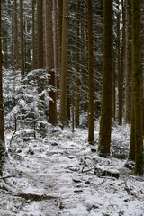Bach, Fluss, Weg, Baum, Wald, Schwarzwald, 
