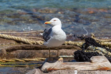 Seagull Close-up standing on a seaside rock and turning its head towards camera.