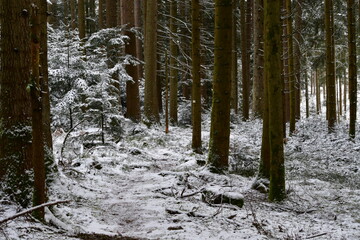 Bach, Fluss, Weg, Baum, Wald, Schwarzwald, 