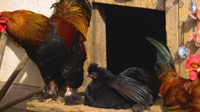 Three roosters in front of a hen house.