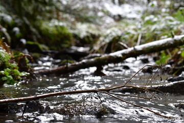 Bach, Fluss, Weg, Baum, Wald, Schwarzwald, 