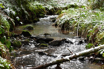 Bach, Fluss, Weg, Baum, Wald, Schwarzwald, 