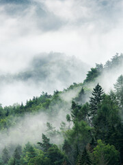 Smoking Hills, Fog Rising from Forest