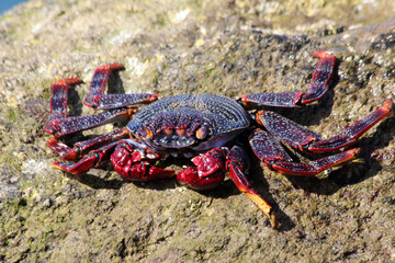rote_Klippenkrabbe
