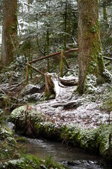 Bach, Fluss, Weg, Baum, Wald, Schwarzwald, 