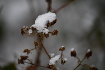 snow covered branches