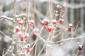 red berries on a branch