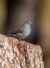 The Teide blue finch (Fringilla teydea) is an endemic bird of the Canary Islands.