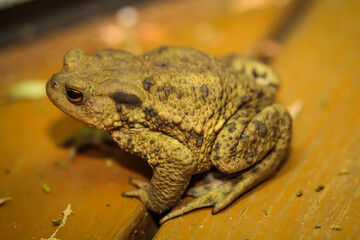 Eine Erdkröte, Boa Boa am Rand eines Teiches.
