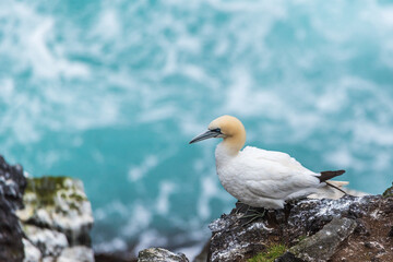 Gannets (Morus bassanus) are colonial breeders on islands and coasts.