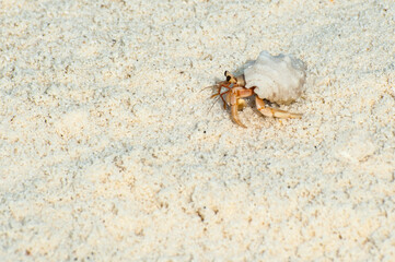 Small crab in its shell on white sand