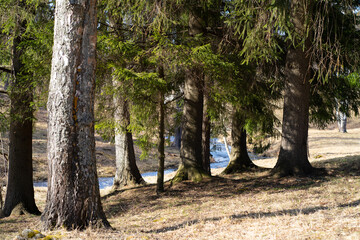 pine in the park clean air