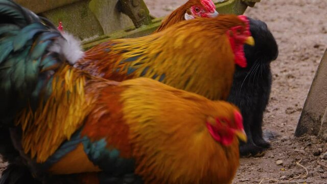 A group of roosters on a farm standing around together.